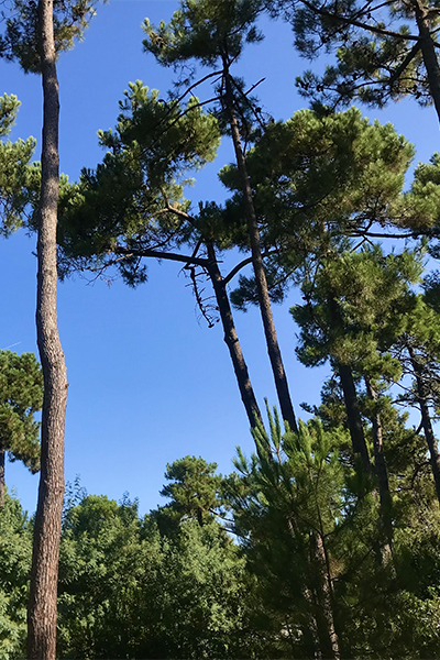 Camping 3 étoiles Montacabana à Montalivet, niché dans un cadre naturel